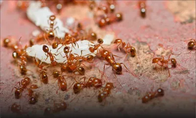 Fourmis rouges: comment les éloigner sans pesticide