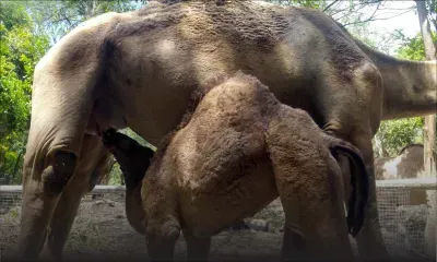 Le premier dromadaire mauricien est né à Casela