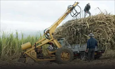 Canne à sucre : la production chute de 10,5 % en 2024