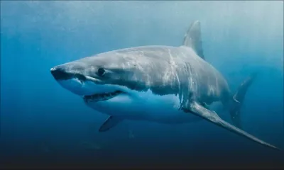 Présence de requins dans les lagons : les fermes aquacoles pointées du doigt