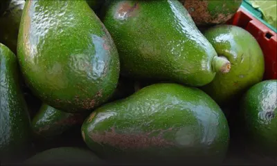 Prolifération de mouches à fruits: des pertes de plus de 25 % chez les planteurs de l’Est