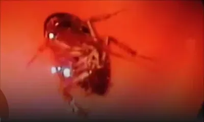 Inde : un cafard lui trottait dans la tête