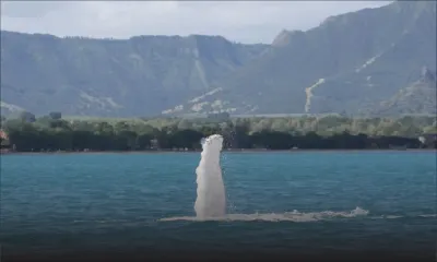 Dolswim : à la rencontre des dauphins et baleines