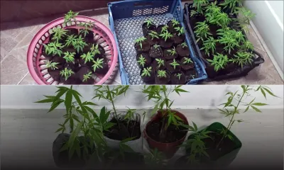 Durant le week-end dernier : trois hommes écroués pour culture de cannabis à l’intérieur de leur domicile