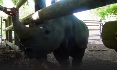 Incursion inédite à Casela: dans les coulisses de l’entretien des animaux