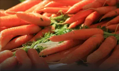 Belle-Rive : Rs 60 000 de carottes volées dans une plantation