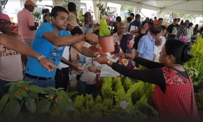 Horticulture : quand la vente des plantes gagne du terrain 