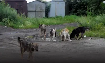 Morcellement La Valette : des chiens errants sèment la terreur