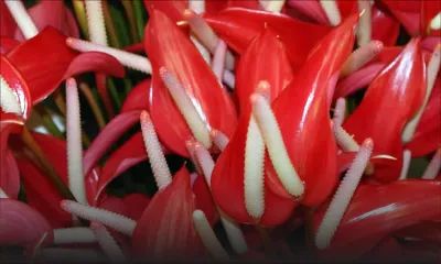 Production locale : 4 à 5 millions d’anthuriums attendus cette année