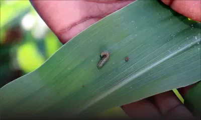 Chenille légionnaire : les champs de canne sous surveillance