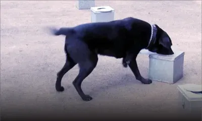 La MRA injecte Rs 1,2 million dans l’acquisition  de chiens renifleurs