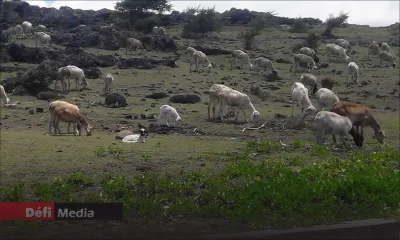 Fièvre aphteuse à Rodrigues : une centaine d’animaux de différentes fermes testés positifs
