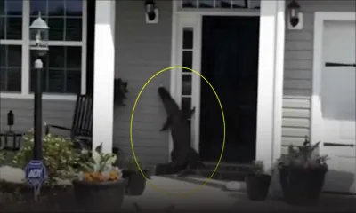 Quand un alligator sonne à la porte