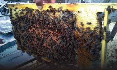 Apiculture: des mesures pour relancer la production de miel