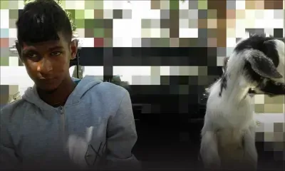 Deux voleurs de chèvres appréhendés : scène insolite à Karo Kaliptis