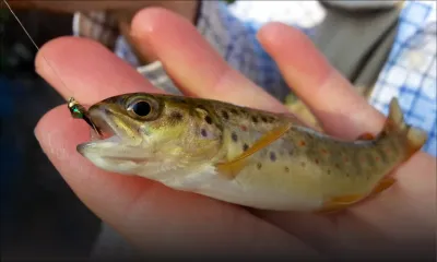 Mesures pour interdire la pêche aux petits poissons