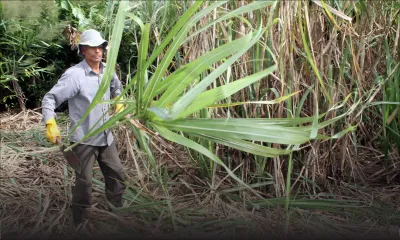 Budget 2017-18 - Agriculture : le gouvernement veut assurer l’avenir de la canne