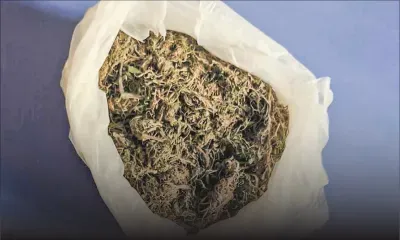 La Gaulette : une cache de cannabis découverte par la SST