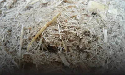 Énergie renouvelable : la bagasse entraîne la chute de l’électricité verte