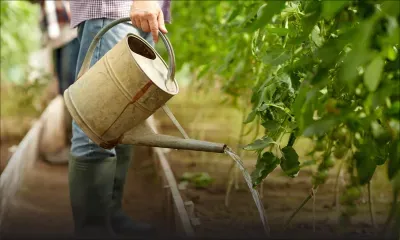 Agriculture raisonnée des jardins de Médine : 3 700 tonnes de légumes attendues