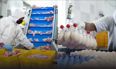 Poulet et œufs : la Competition Commission évalue encore la nécessité d'ouvrir une enquête