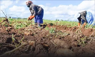 Subsides en recul, marché sous pression : les petits et gros planteurs en désaccord
