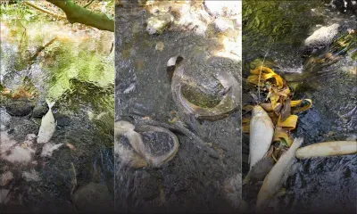 Poissons retrouvés morts à Poudre-d’Or : des pêcheurs dénoncent l’inaction face à la pollution marine