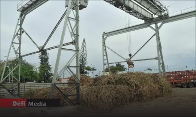 Rose-Belle Sugar Estate Board : aucun bail pour l’élevage de singes