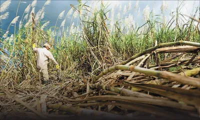 Entre course à la valeur ajoutée et menace existentielle : le sucre mauricien face à la tempête