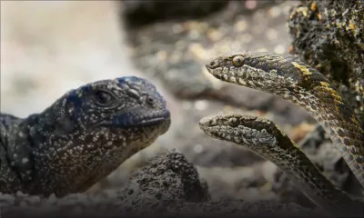  Iguane chassé par des serpents : peut-être la plus belle scène animalière de tous les temps