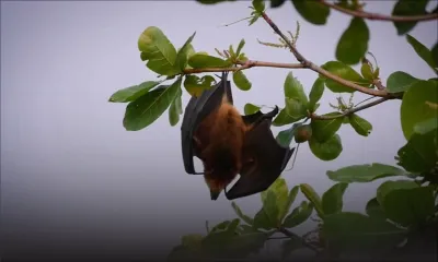 Campagne d’abattage : 10000 chauves-souris tuées