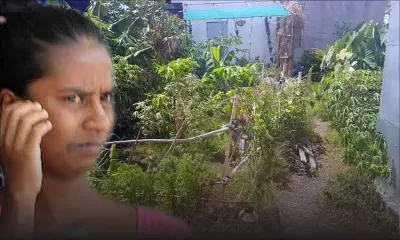 Cinq jours après son accouchement : une femme de 22 ans arrêtée pour culture de cannabis