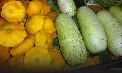 Santé : attention aux concombres, courgettes et calebasses toxiques !