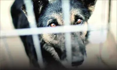 Dénonciations - Maltraitance d’animaux : qui contacter ?