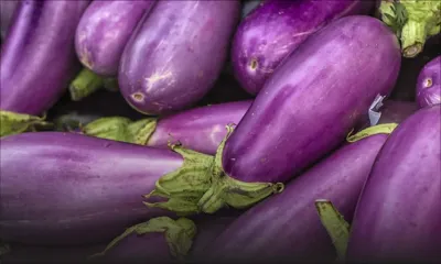 3000 tonnes de bringelles attendues cette année