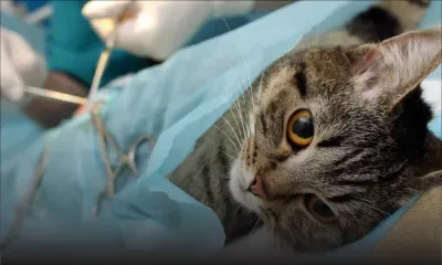 Il attend plusieurs mois avant de pouvoir stériliser son chat