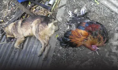 Dans une ferme à Petite-Julie: deux bergers allemands et 50 canards empoisonnés