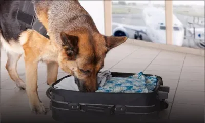 Des chiens renifleurs de billets bientôt en action