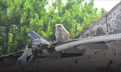 Un singe sème la panique à Port-Louis