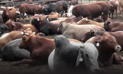 Fièvre aphteuse: le marché de la viande bovine se réorganise