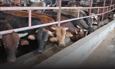 Fièvre aphteuse: la Mauritius Meat Authority rassure le public