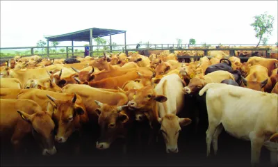 Fièvre aphteuse: un nouveau cas détecté dans une ferme à Highlands