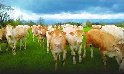 Fièvre aphteuse – un impact considérable