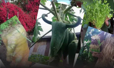 Quand dame nature fait des merveilles