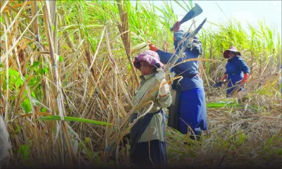 Industrie cannière : Maurice honorera-t-il ses engagements avec 360 000 tonnes de sucre ?