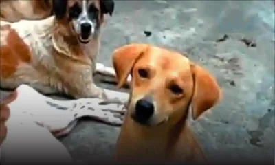Cruauté alléguée envers les animaux: la demande d’injonction de Saving Our Strays rejetée
