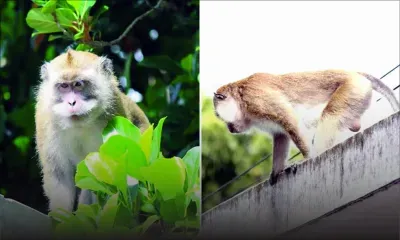 Dure cohabitation – Des singes dictent leur loi à Chamouny