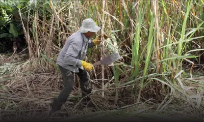 EU abolishes quotas : sour future for our sugar?