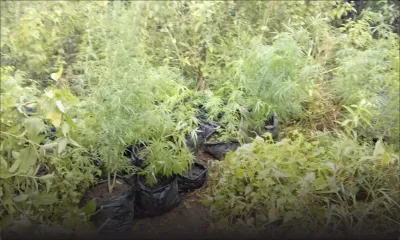 Brisée-Verdière : 969 plants de cannabis découverts