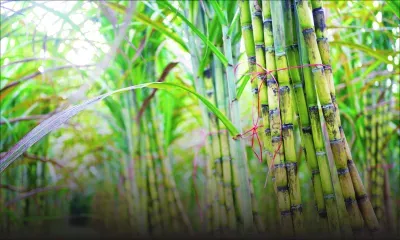 Three new sugarcane varieties to be introduced
